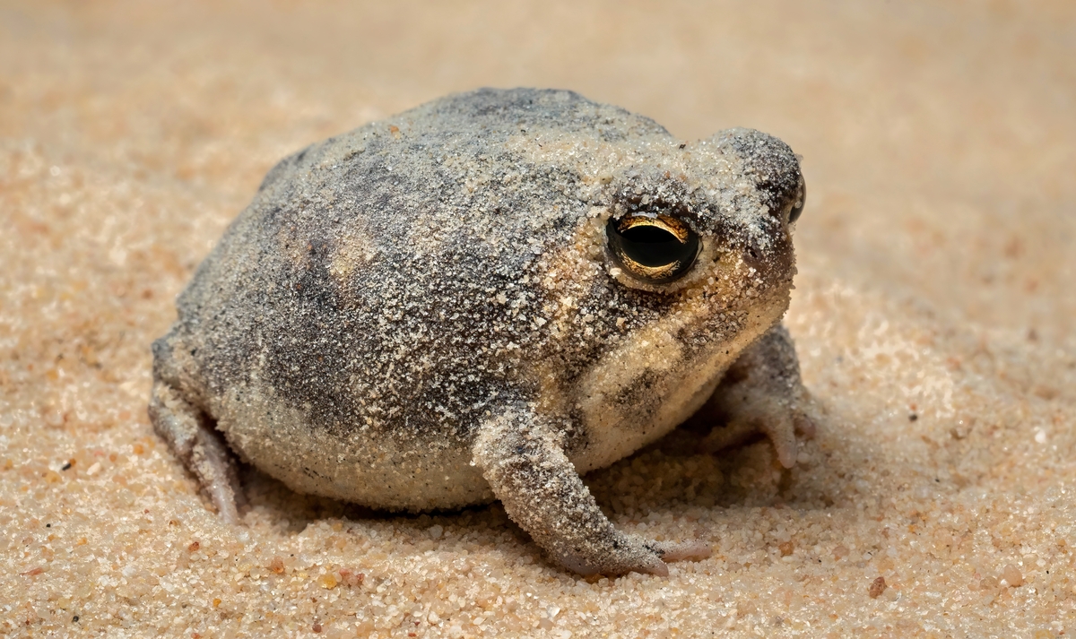 Can AI Dissect this Frog?